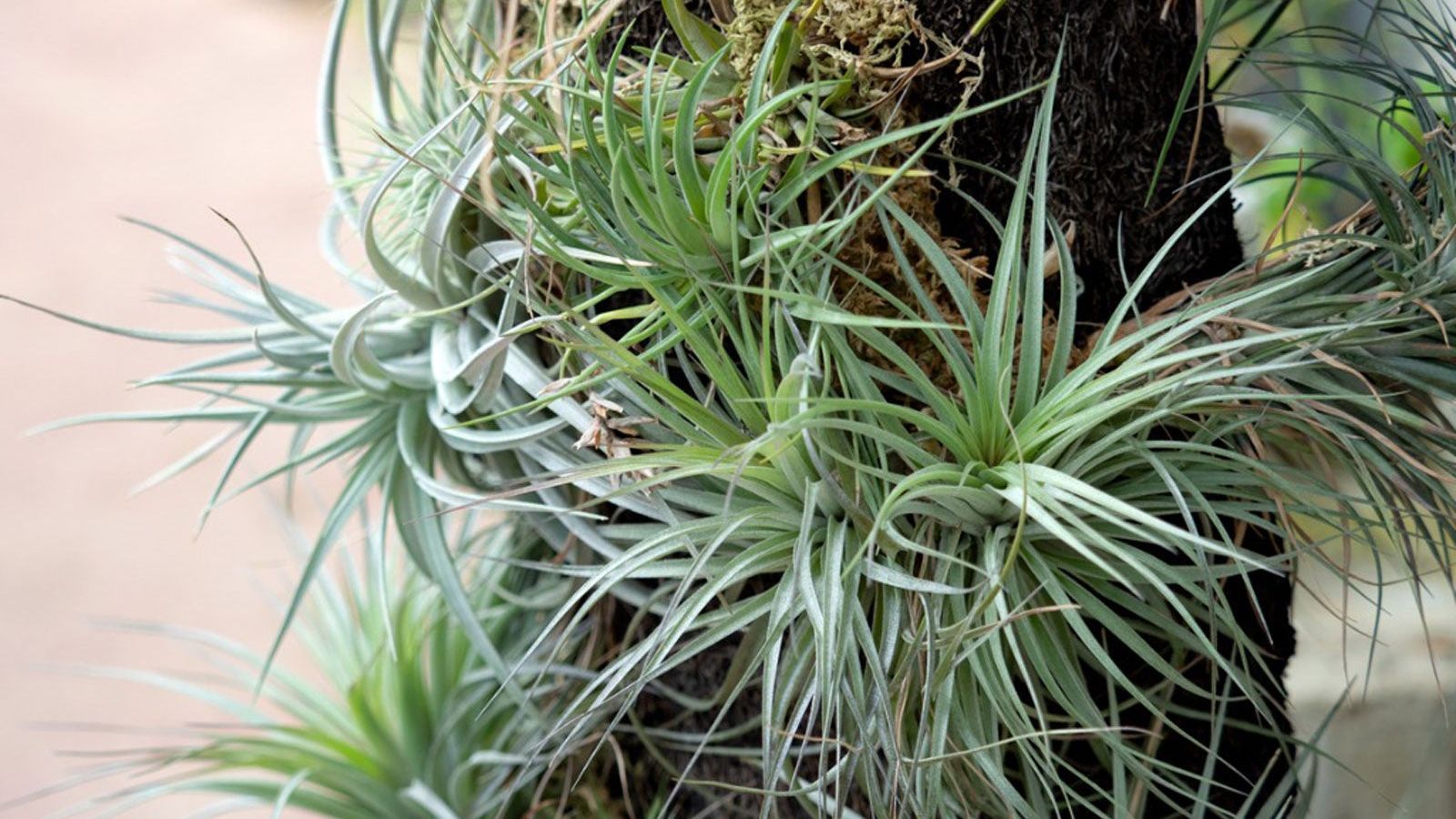 How Do Air Plants Reproduce  Learn About Propagating Air Plants |  Gardening Know How