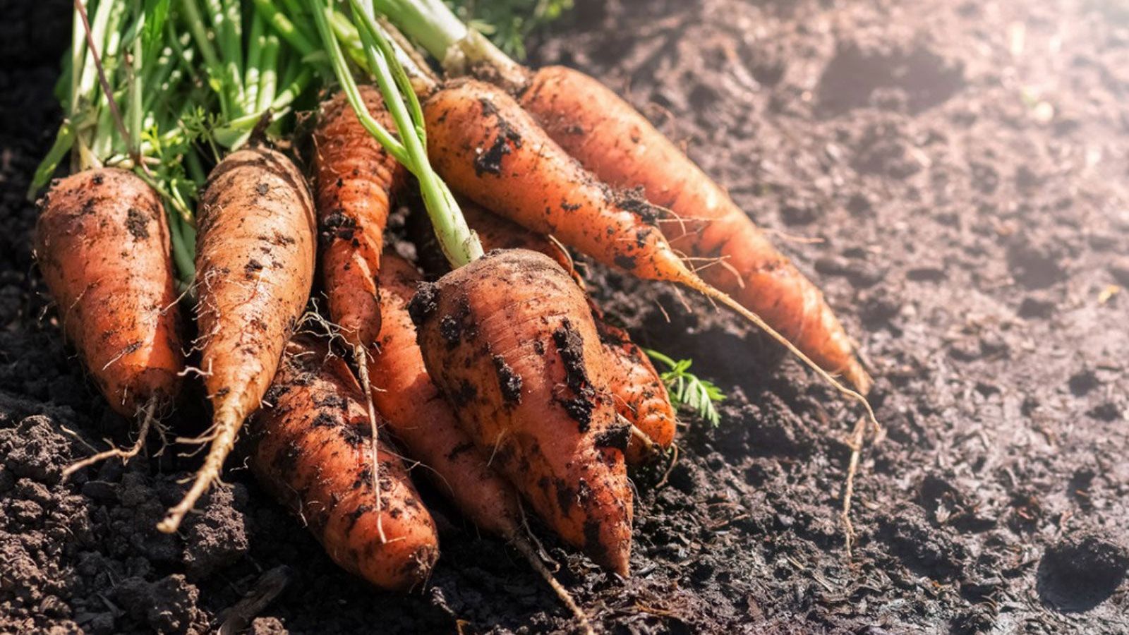 Growing Carrots In Hot Climates: Learn About Heat Tolerant Carrot Plants |  Gardening Know How