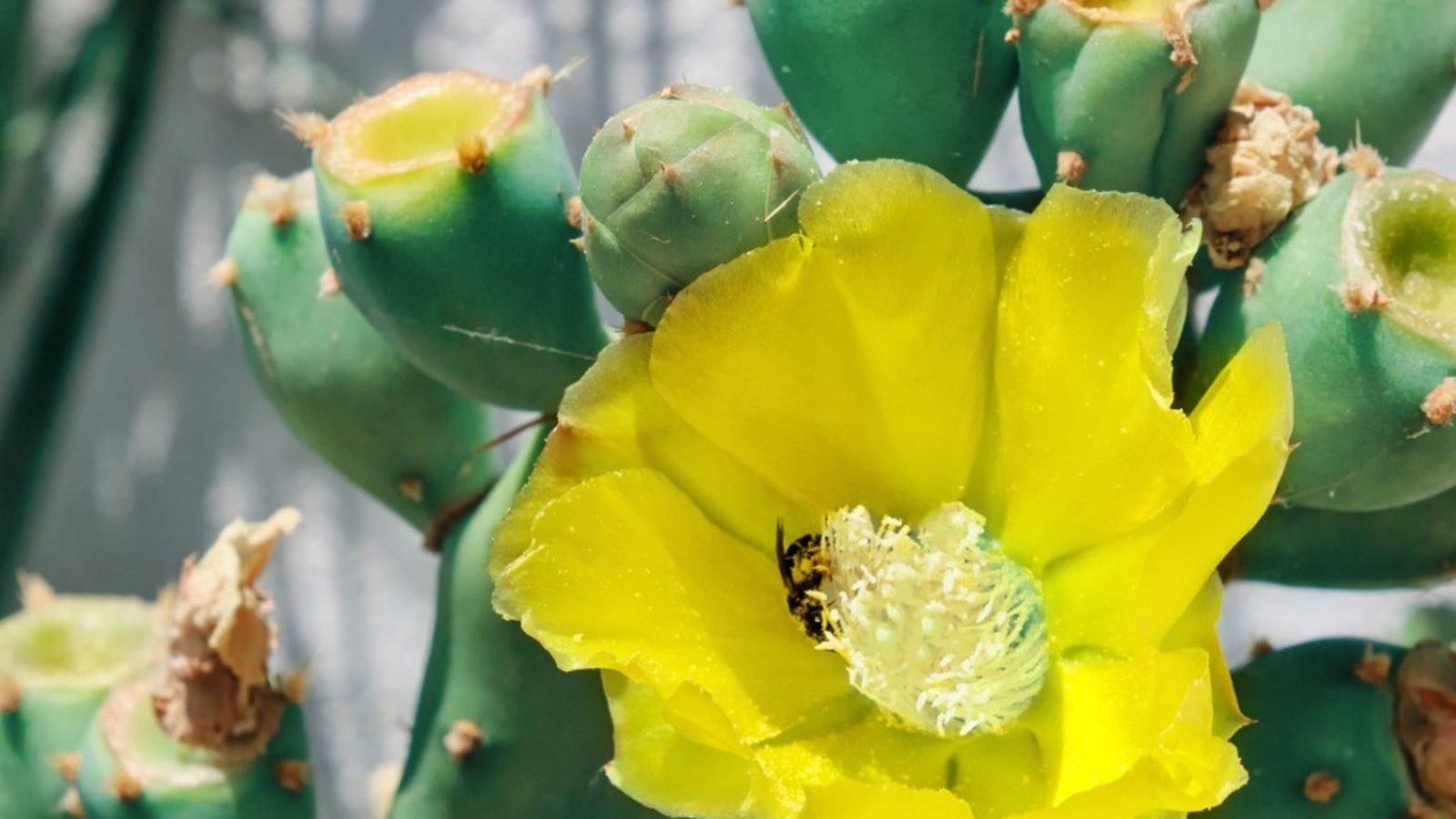 What Is A Spineless Prickly Pear: Opuntia Cacanapa 'Ellisiana' Cactus Care  | Gardening Know How