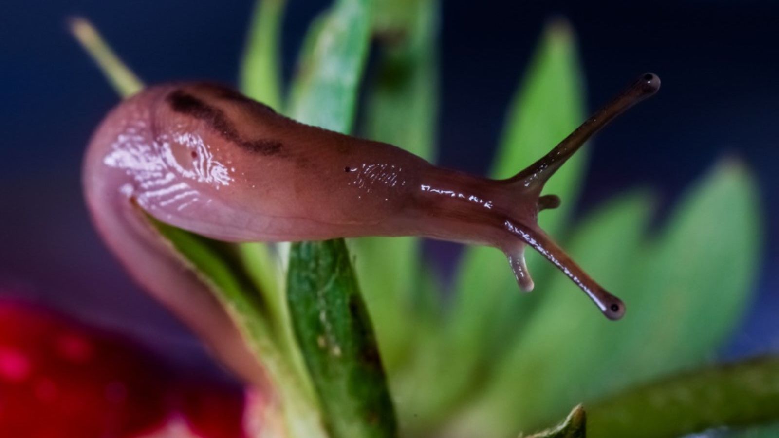 do slugs eat tobacco plants Slugs In The Garden - Learn How To Kill Garden Slugs
