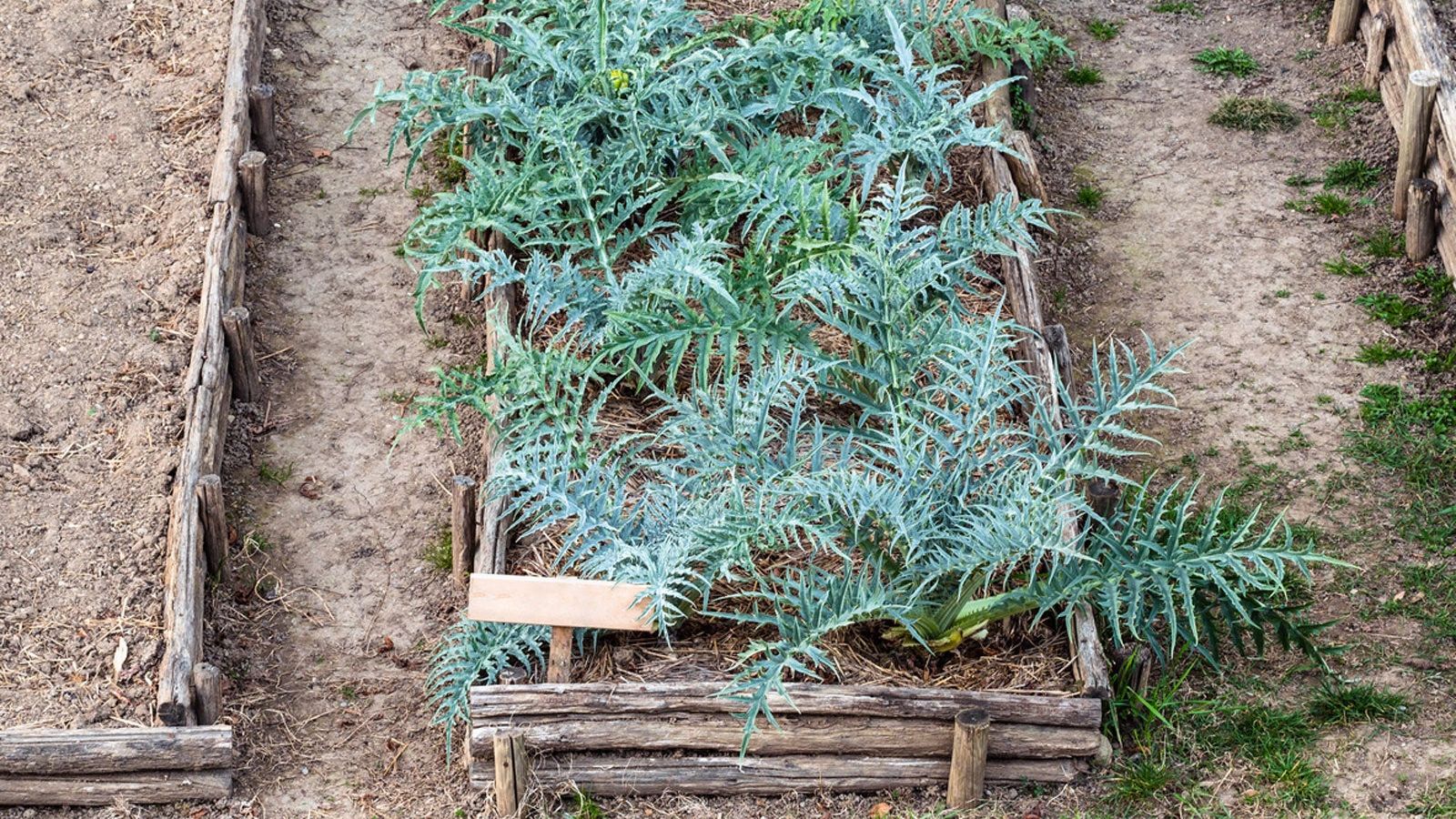 Are Artichokes Cold Hardy – How To Care For Artichokes In Winter |  Gardening Know How, image size:1600x900
