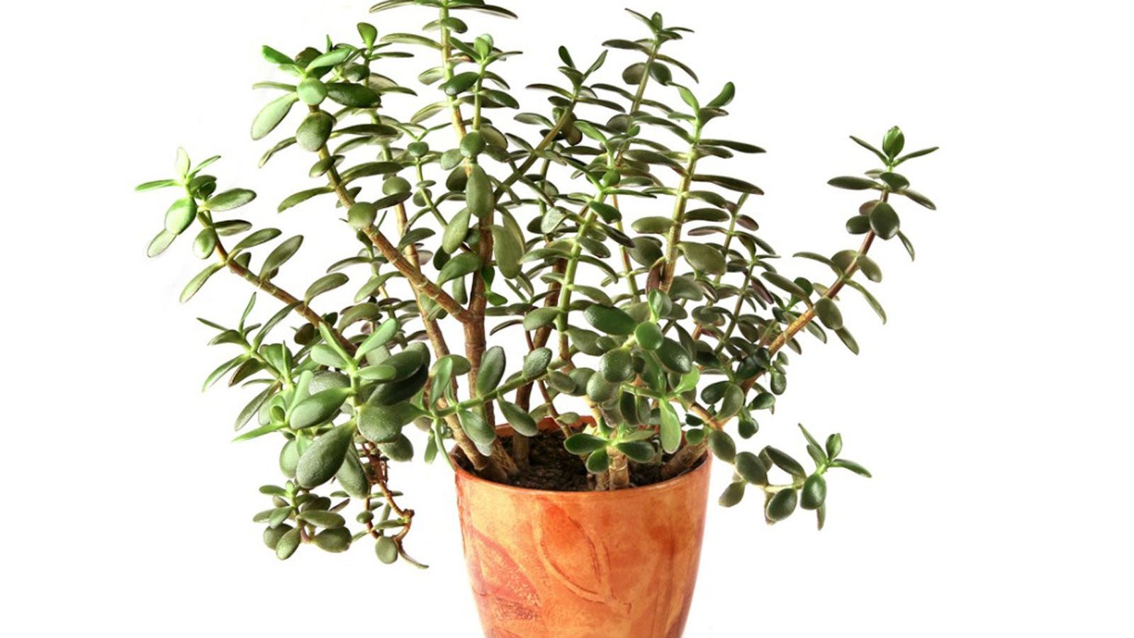Jade plants can show a slight red, purple, or bronzed edge when light is strong. That mild color shift is often a sign of a happy plant adapting to sun, not a crisis.