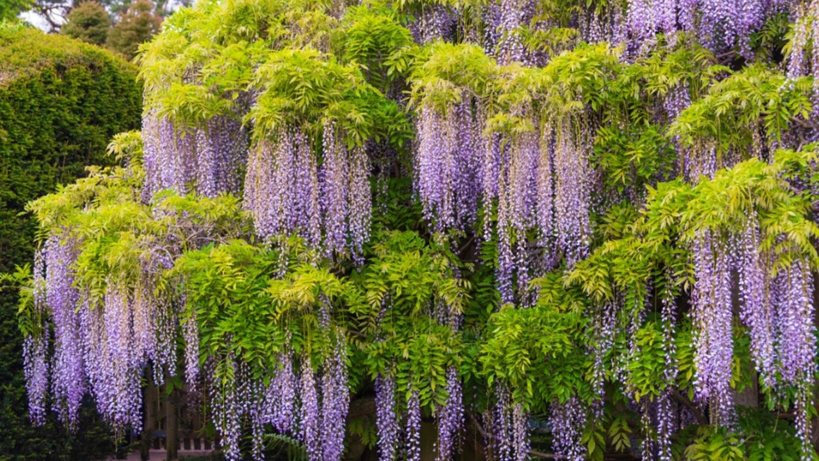 wisteria Near 11/16配達予定 Growing Wisteria In Zone 3: Types Of Wisteria For Cold Climates