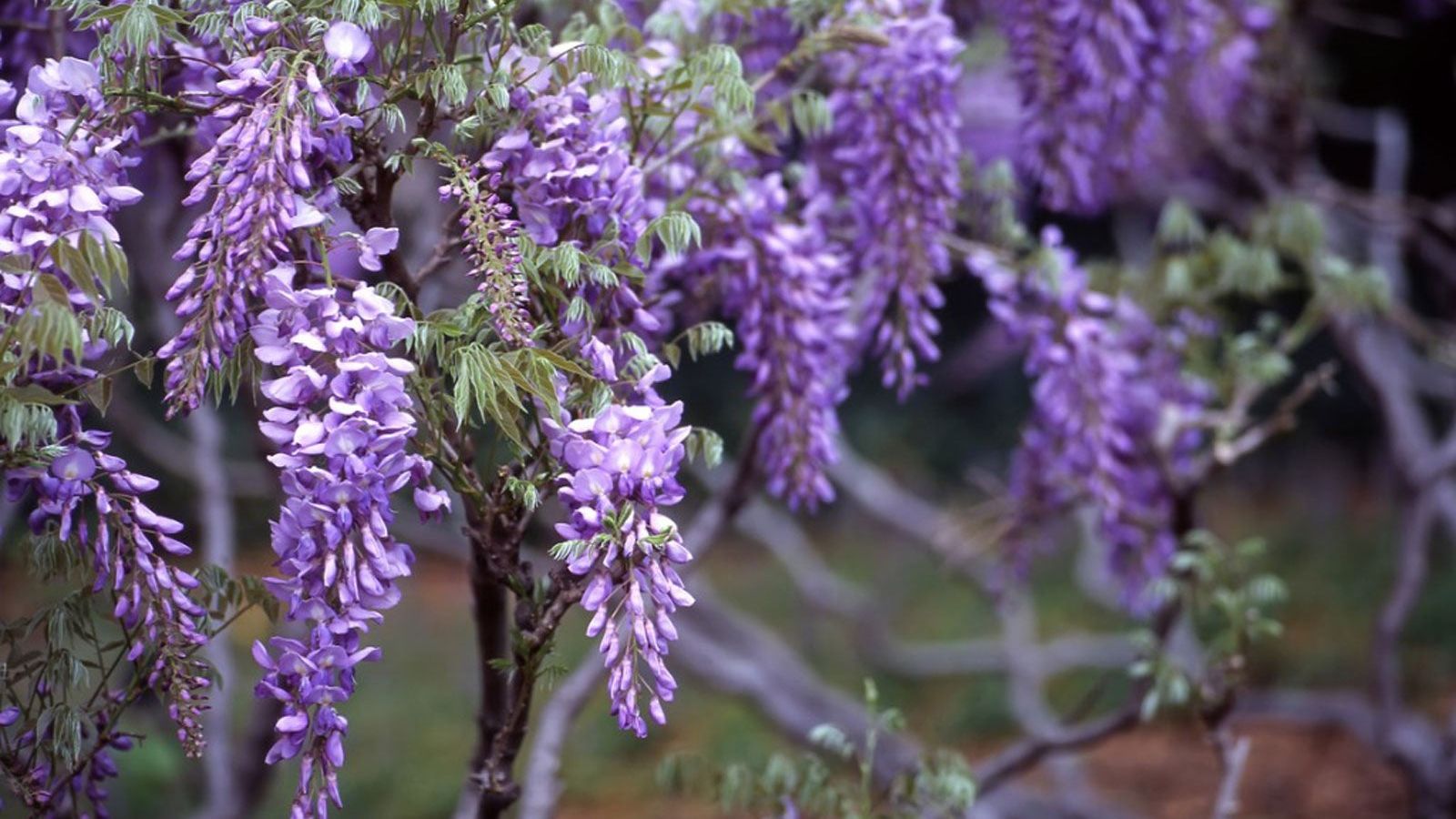 Wisteria Won't Bloom: How To Get A Wisteria To Flower | Gardening Know How