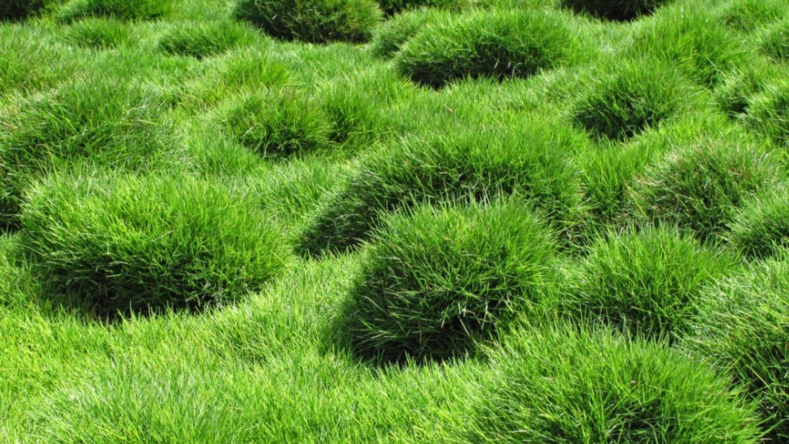 slow release fertilizer for plants Jack's Classic Cote Slow Release Fertilizer main image 0