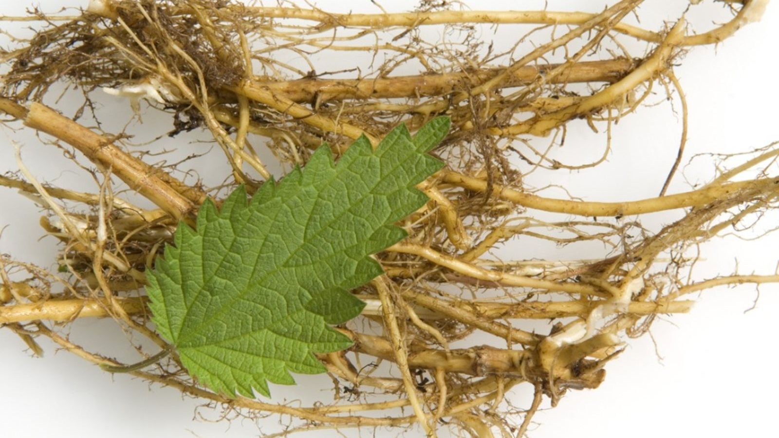 Benefits Of Nettle Root - Learn How To Harvest Stinging Nettle Roots |  Gardening Know How