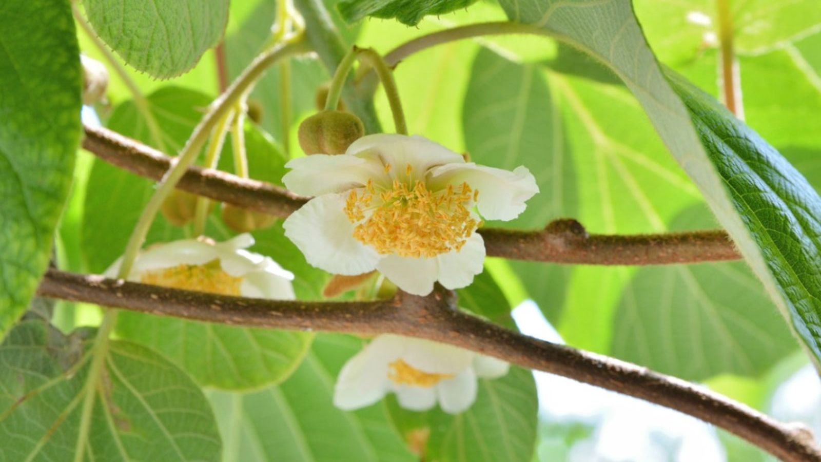 Kiwi Plant Pollination - Is A Kiwi Plant Self-Pollinating | Gardening Know  How