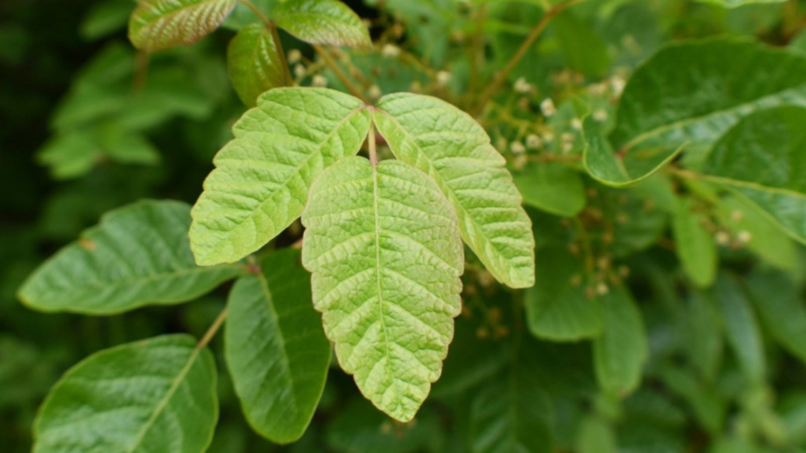 Plant Related Rashes Plants That Can Cause Skin Irritations