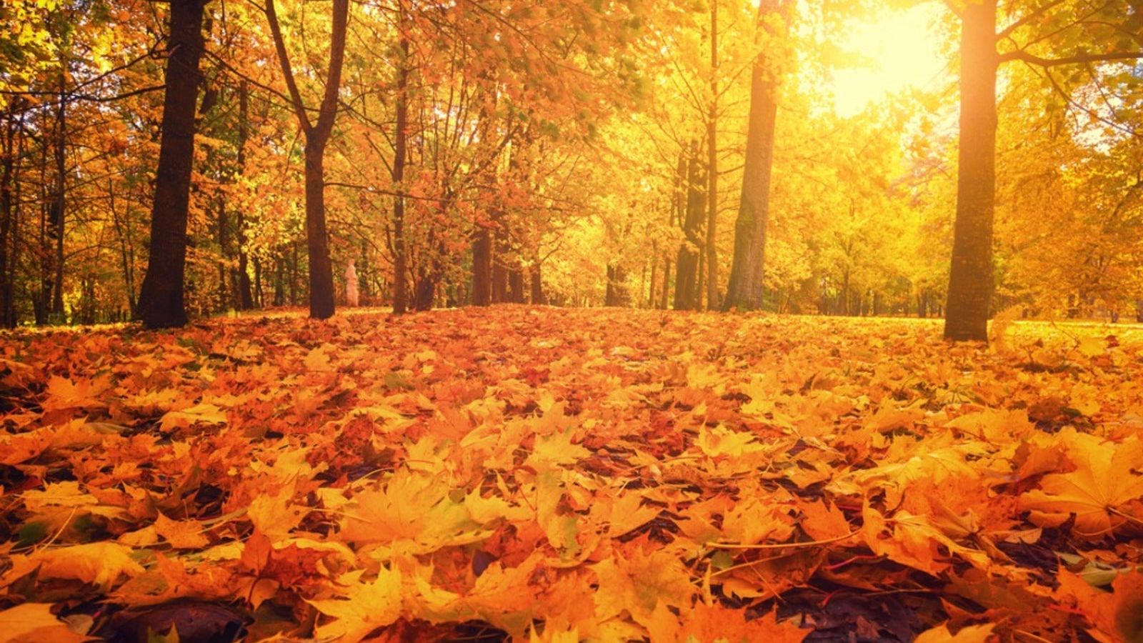 Orange Fall Wallpaper Desktop Fall Orange Autumn Leaves Park With