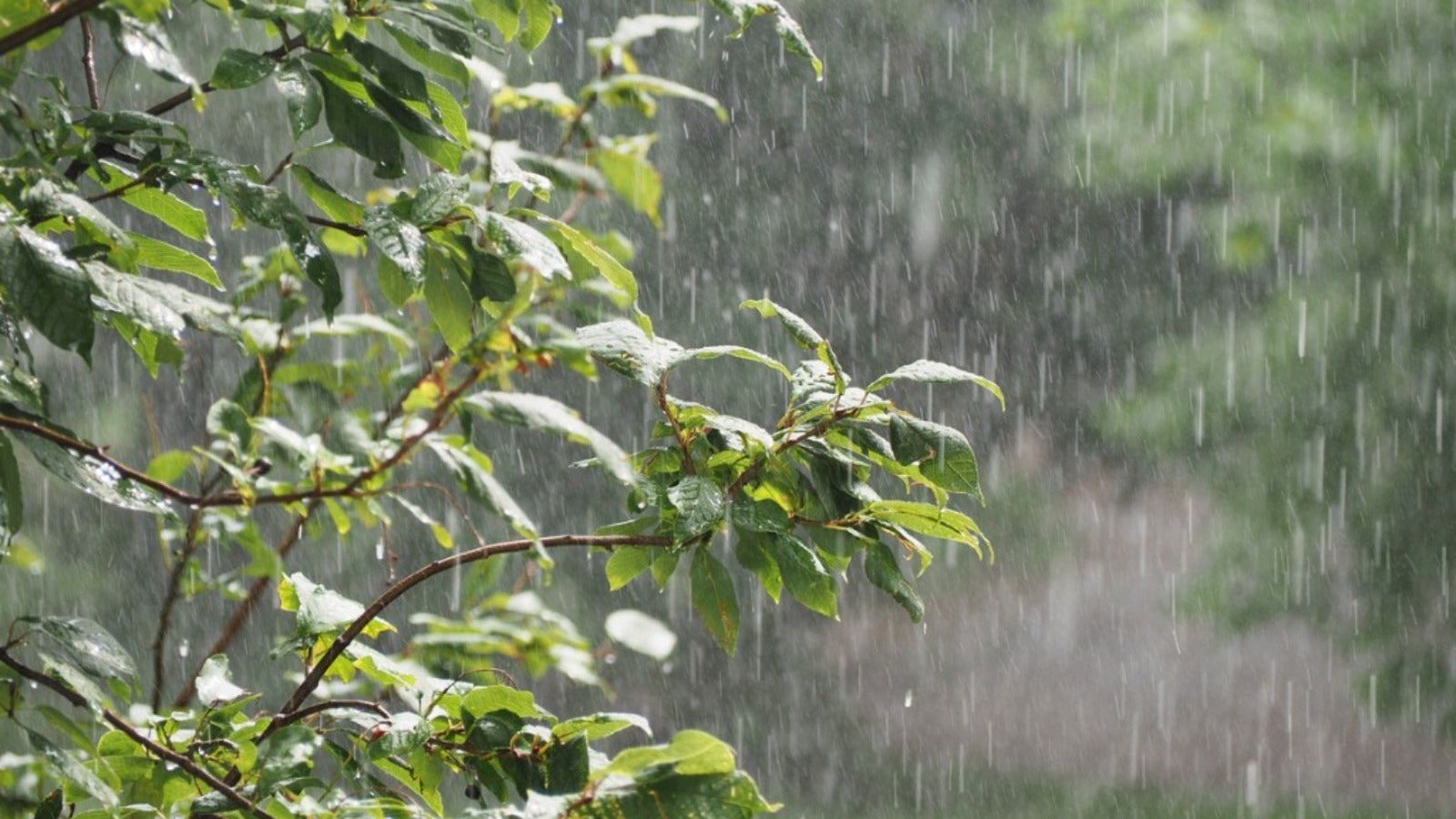 Rain Smell