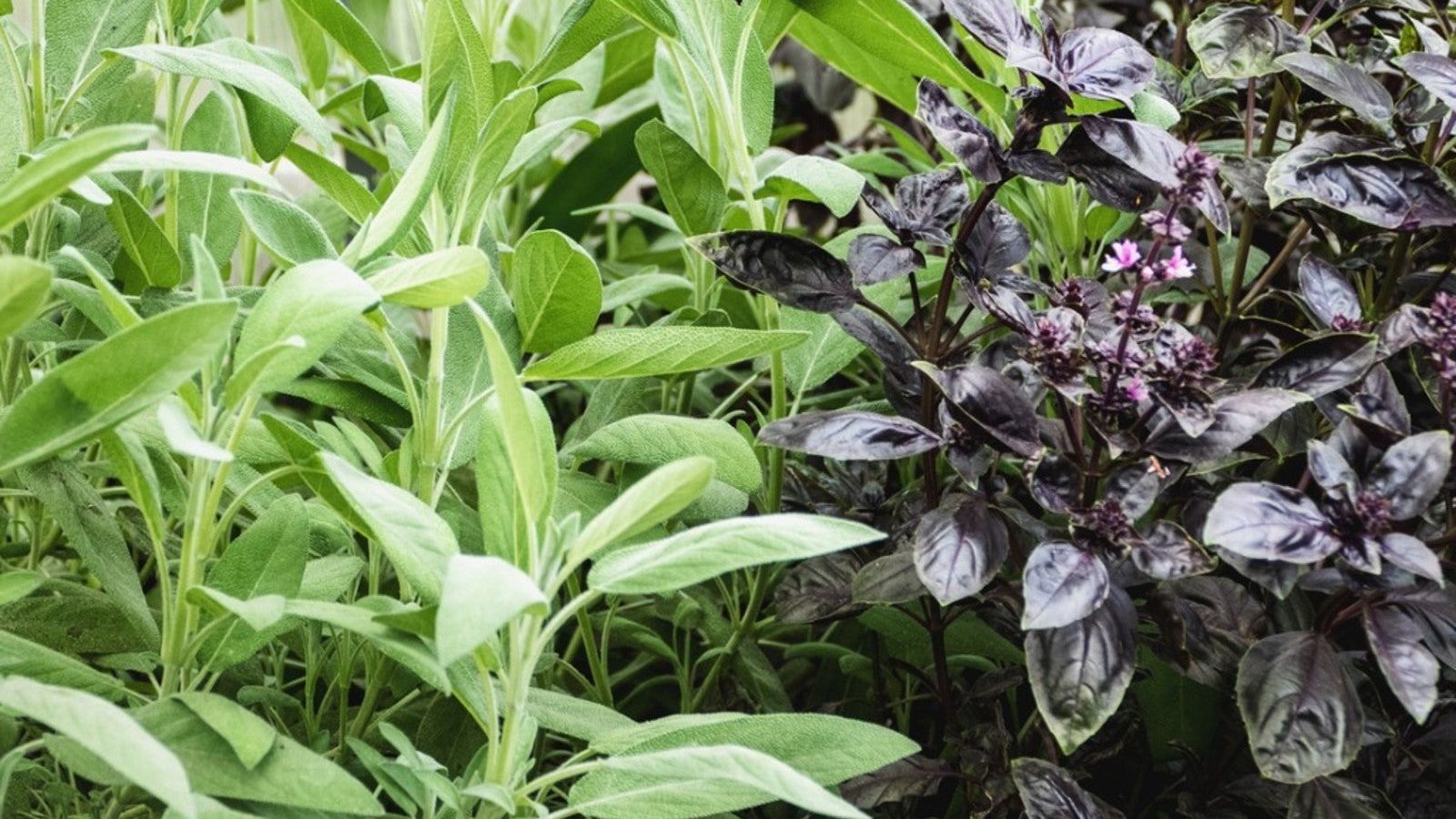Companion Planting With Sage In The Garden | Gardening Know How