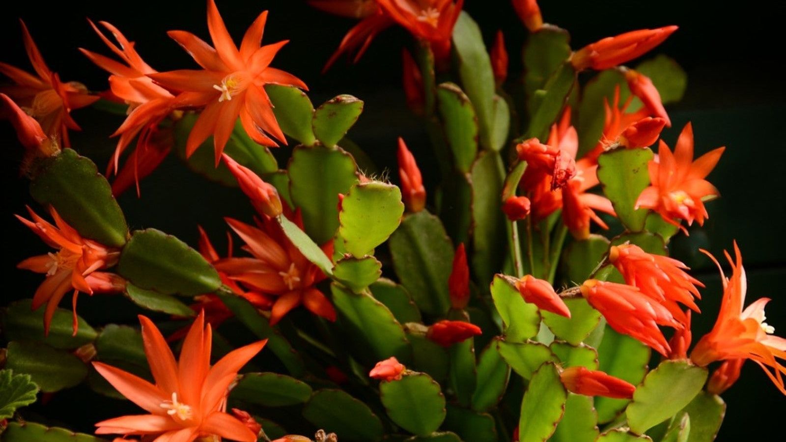 La Schlumbergera O Cactus De Navidad - Foto 10