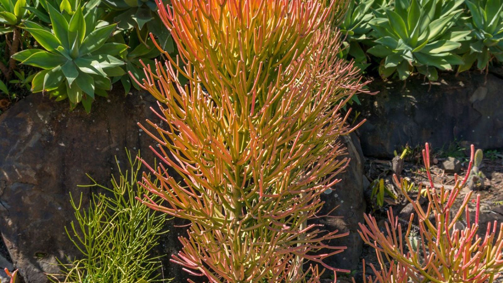wildflower seed company Connecticut Select Wildflower Seed Mix main image 0