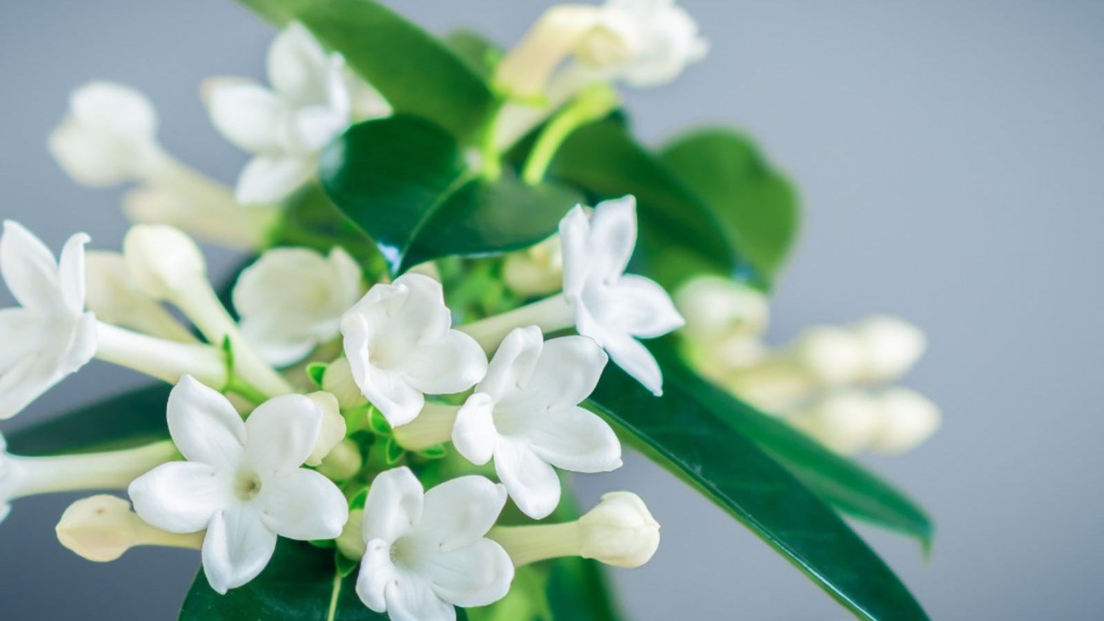 Stephanotis Flowers - Info On The Stephanotis Flower Houseplant | Gardening  Know How