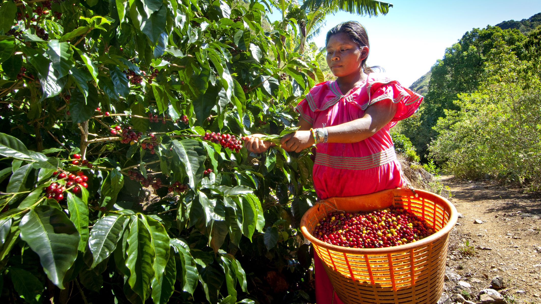 Indigenous Panamanian coffee picker dressed in traditional clothing, lives and works on a coffee farm in San Marcos de Tarrazu, Costa Rica. Her basket is full of ripe coffee cherries.