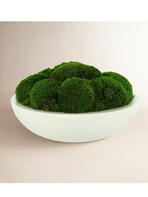Preserved Moss Plant in Planter