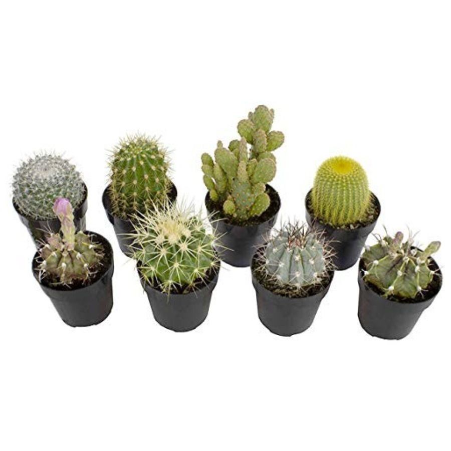 Altman Plants, Assorted Cactus 8-Pack