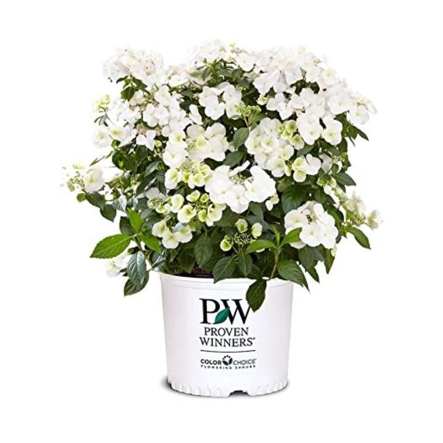 PROVEN WINNERS, Fairytrail Bride Hydrangea