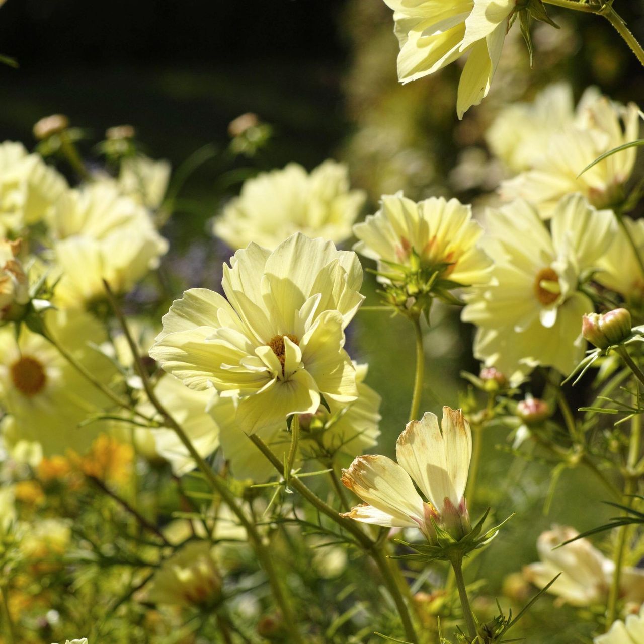Yellow cosmos