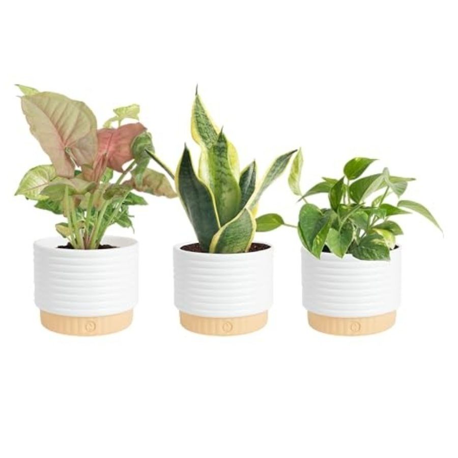 Costa Farms, Air Purifying Houseplants Bundle
