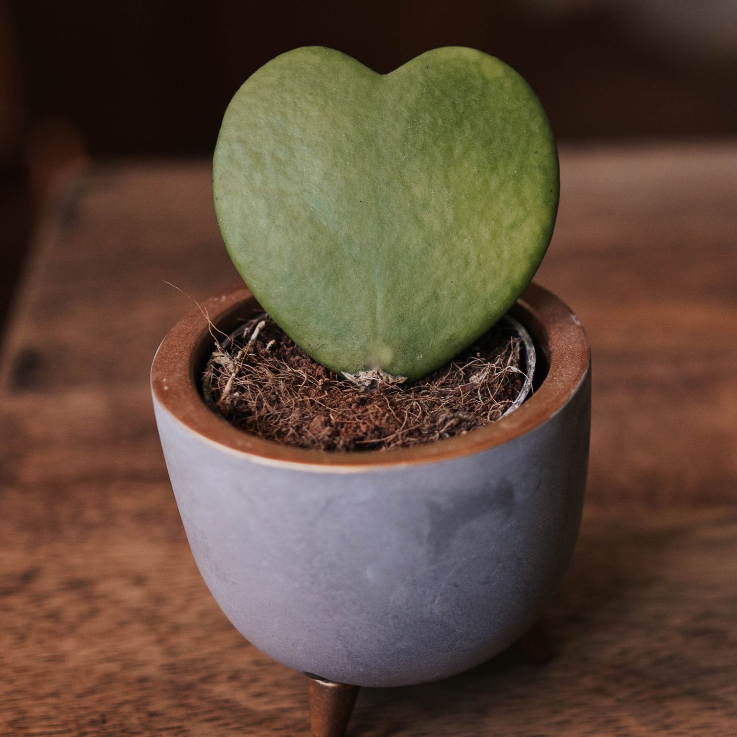 Hoya plant in grey pot on wooden table