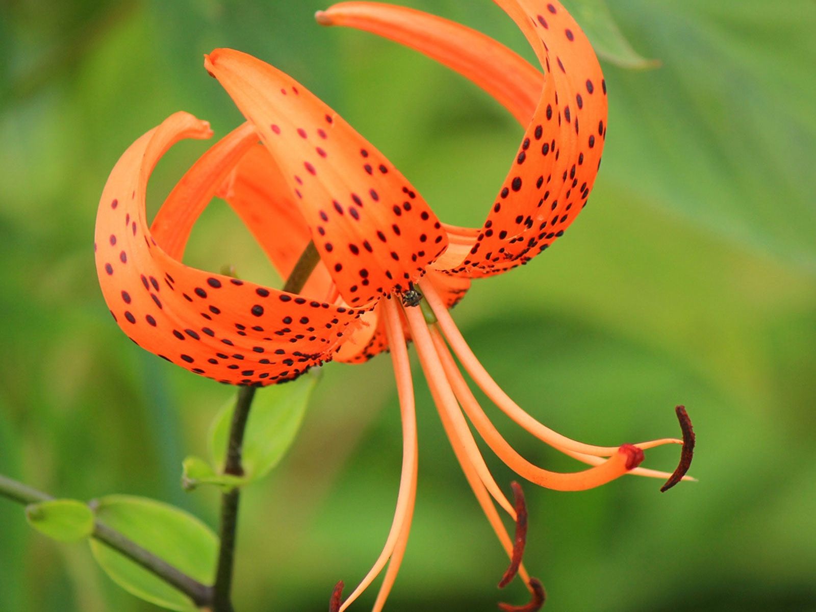 What Do Tiger Lilies Represent