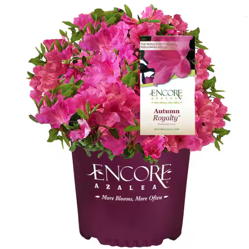 Home Depot, Autumn Royalty Azalea