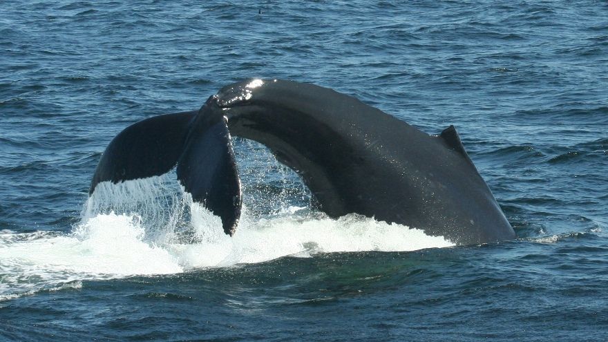 Humpback Whales Learn Feeding Technique from Peers | Live Science