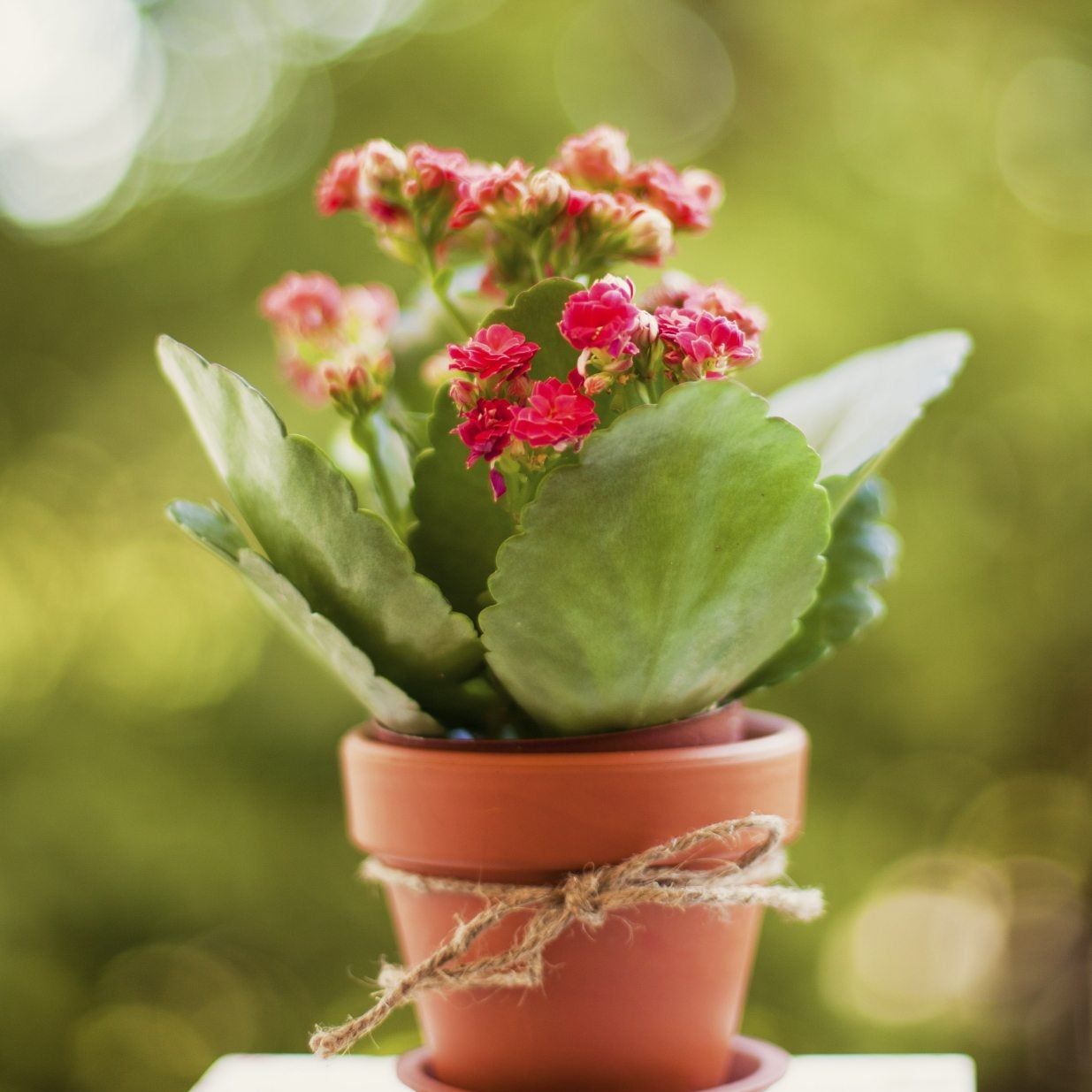 hanging ceramic planter Hanging Multicolor Round Mini Ceramic 4 Planter Set (Blue, Green, Orange, and Brown) main image 1