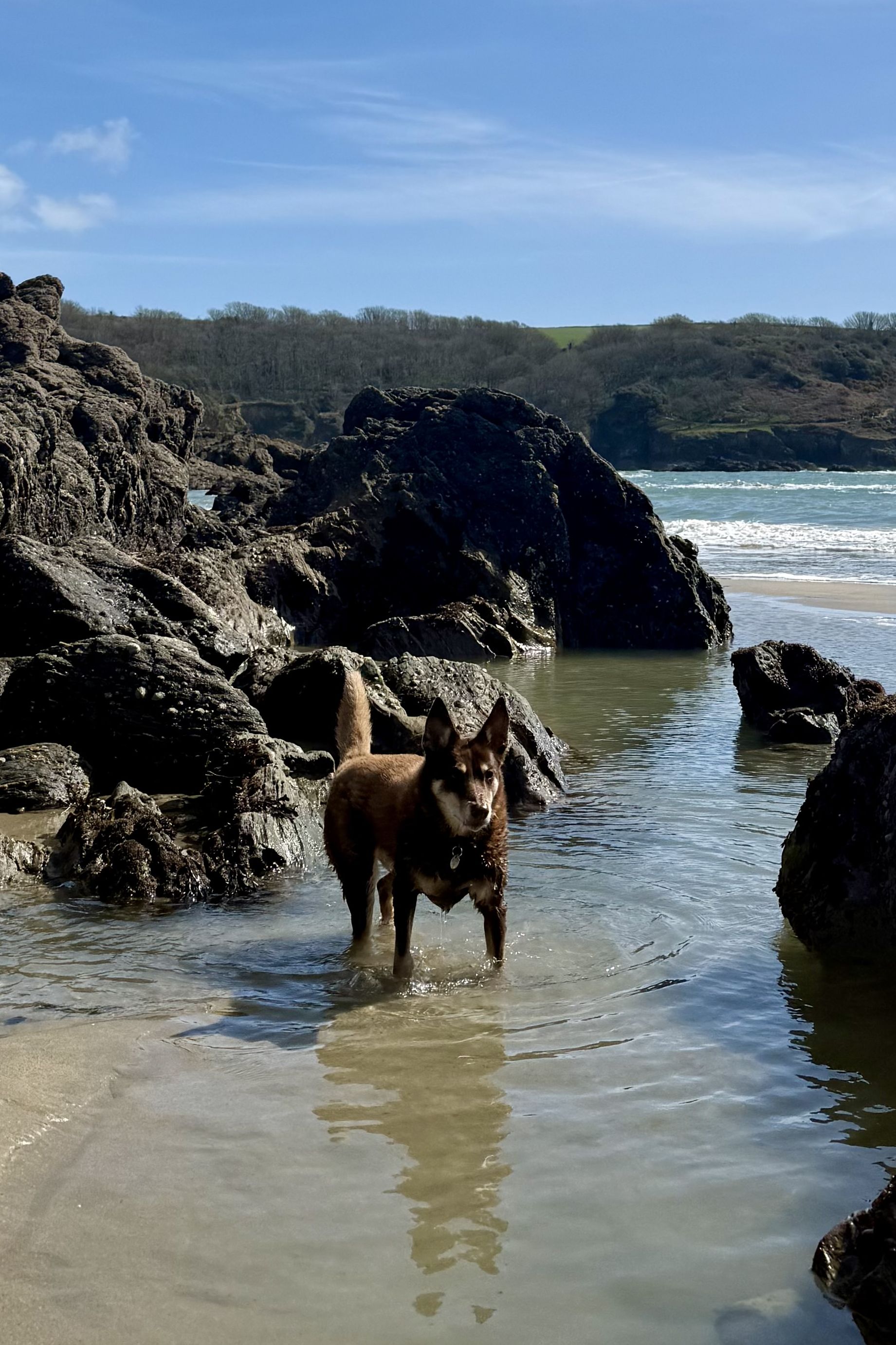 Kelpie standing in a rockpool on a sunny beach