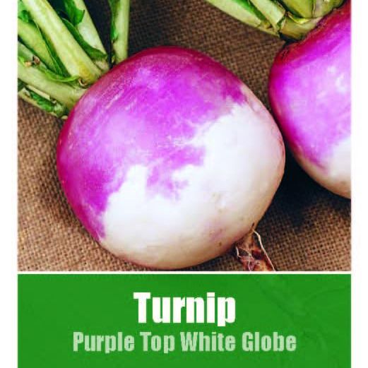 Turnip Purple Top White Globe Seeds - 670 Seeds Vegetable Garden