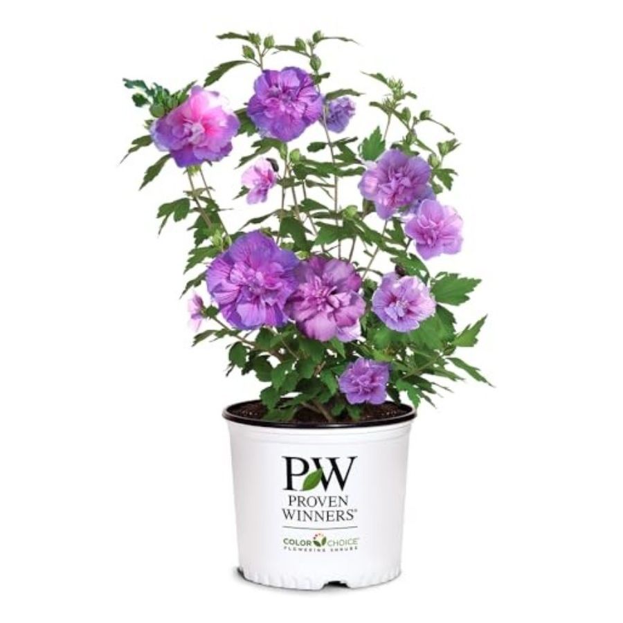 PROVEN WINNERS, Dark Lavender Chiffon Rose of Sharon