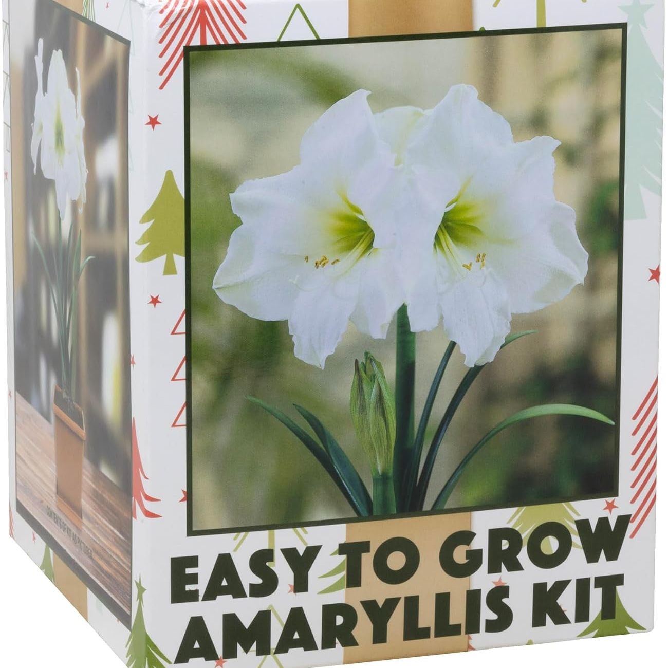 Netherland Bulb Company Easy-Grow Indoor Amaryllis Bulb &amp;ndash; &amp;lsquo;white Christmas&amp;rsquo; Galaxy, Flowering Kit, Perfect for Indoor Forcing, Holiday Displays &amp;amp; Gift Giving