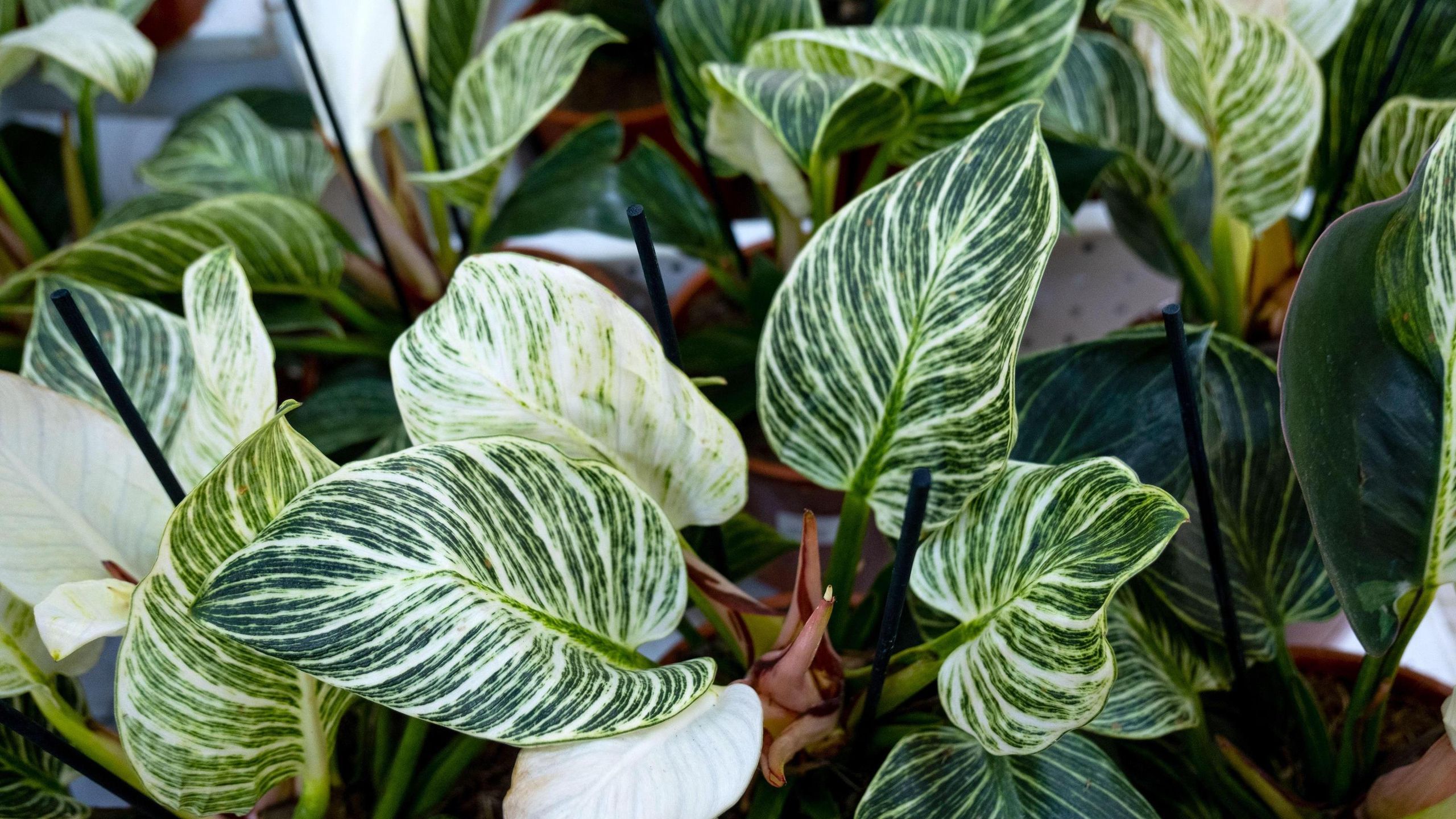 The 5 best Philodendron types houseplant lovers always buy | Livingetc