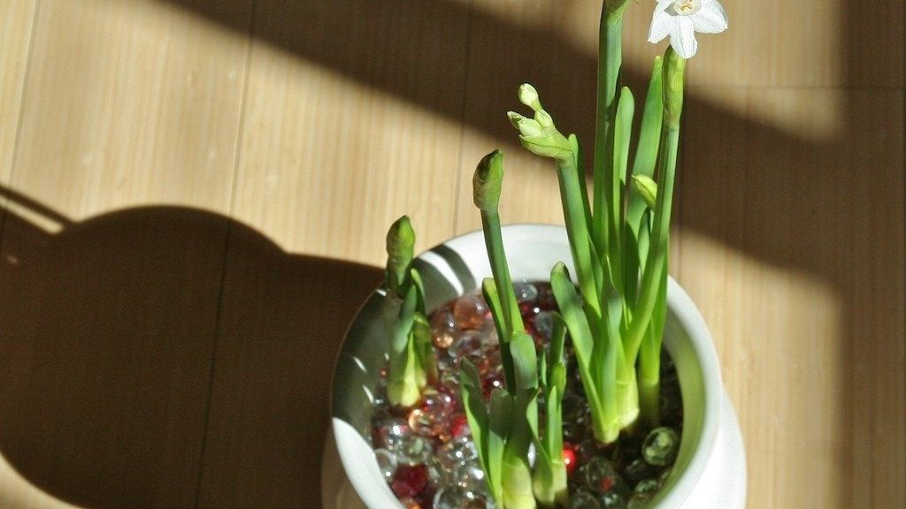 What Bulbs Can Be Grown As Houseplants | Gardening Know How