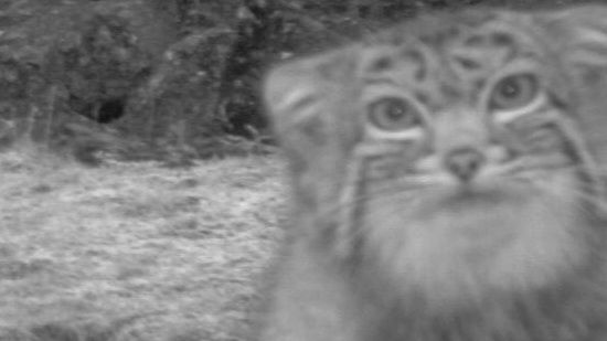 Sneaky Cat Caught on Camera in Himalayas | Pallas's Cat | Live Science