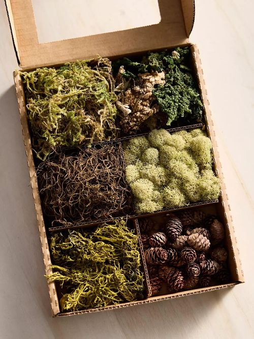 Preserved Moss Collection, Forest