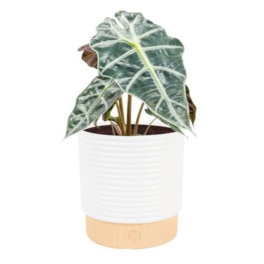 Costa Farms, Alocosia Polly