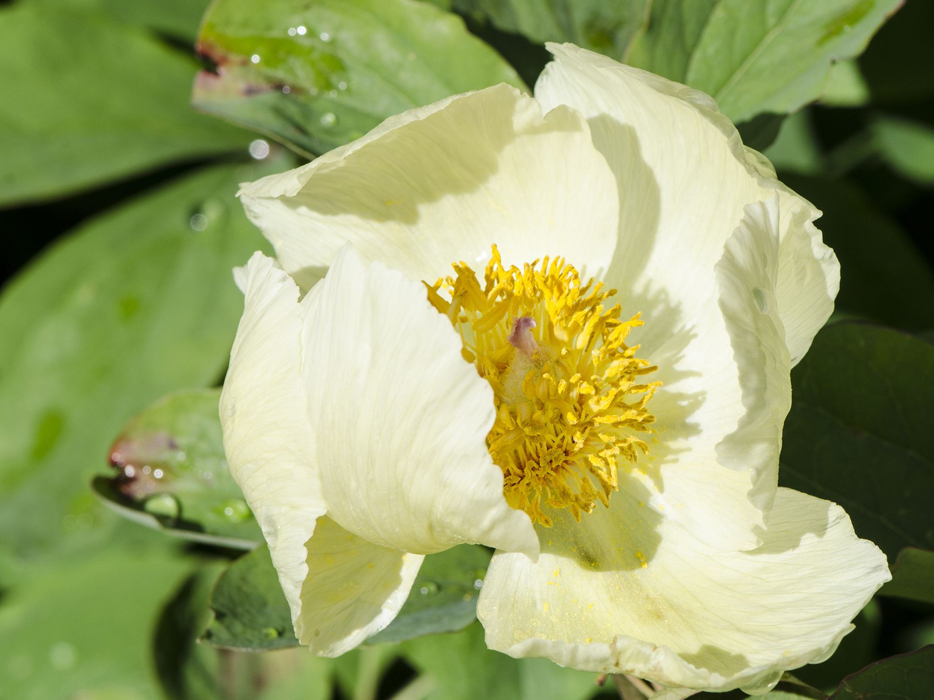 When to plant peonies: for a wonderful early summer show | Homes and Gardens