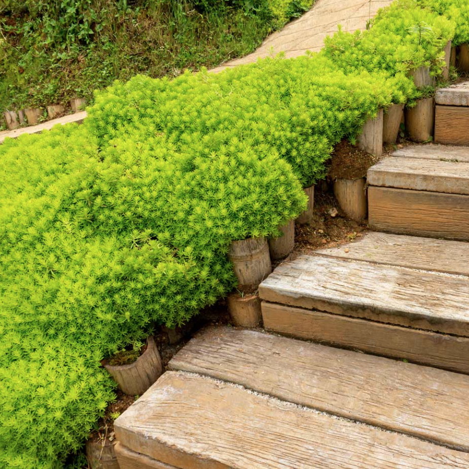 Angelina Sedum