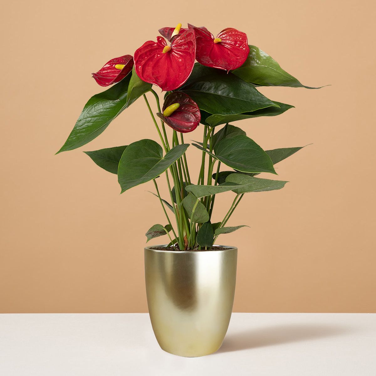 Red Anthurium - Small (12"-16" Tall) / Marcelle (5" Wide) / Gold