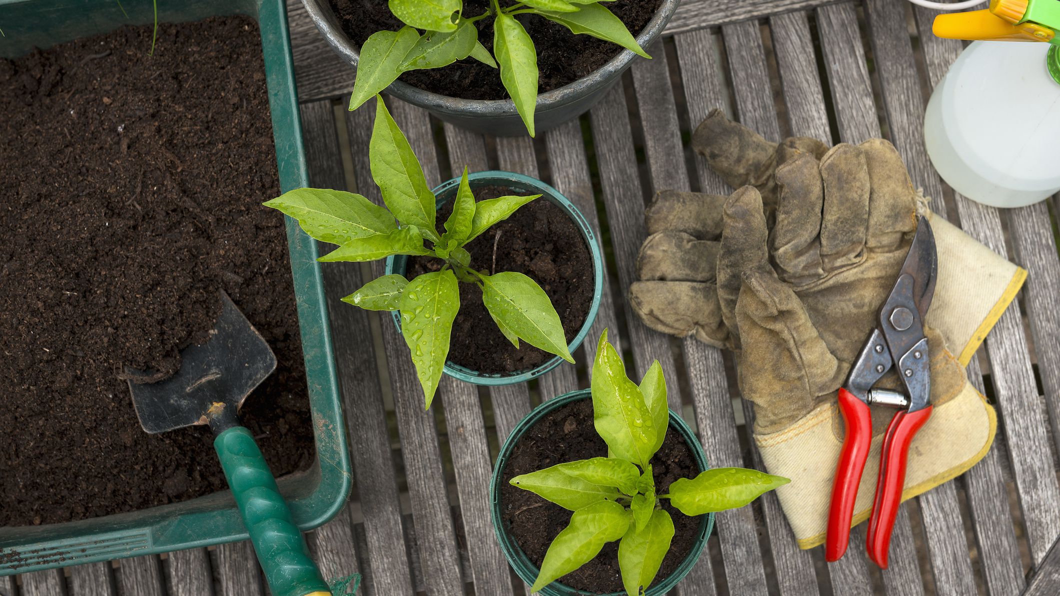 top view of potted plants, gardening supplies and dirt