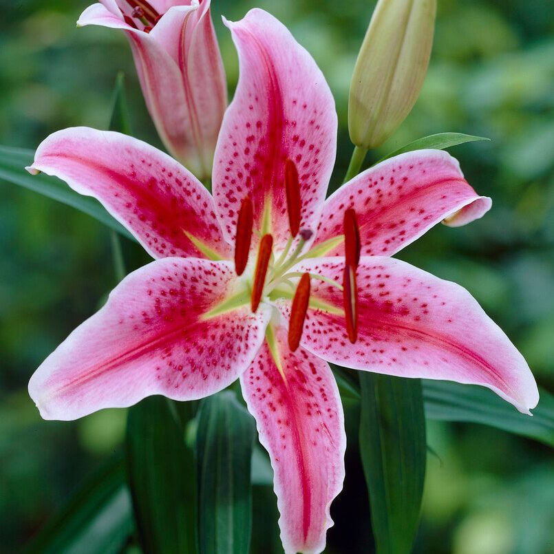 Lily Stargazer