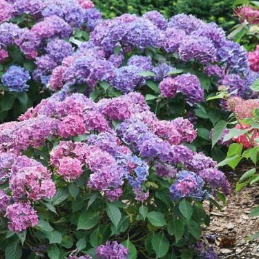 Let's Dance Lovable&amp;reg; Bigleaf Hydrangea - #3 Container