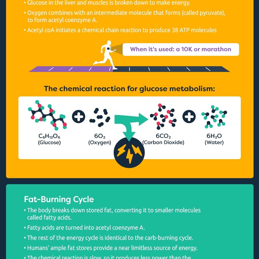 Human Body Energy Production