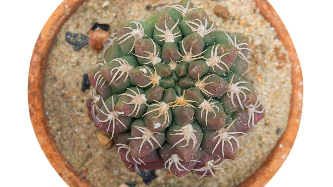 Chin Cactus Information: Learn About Chin Cactus Plants | Gardening Know How