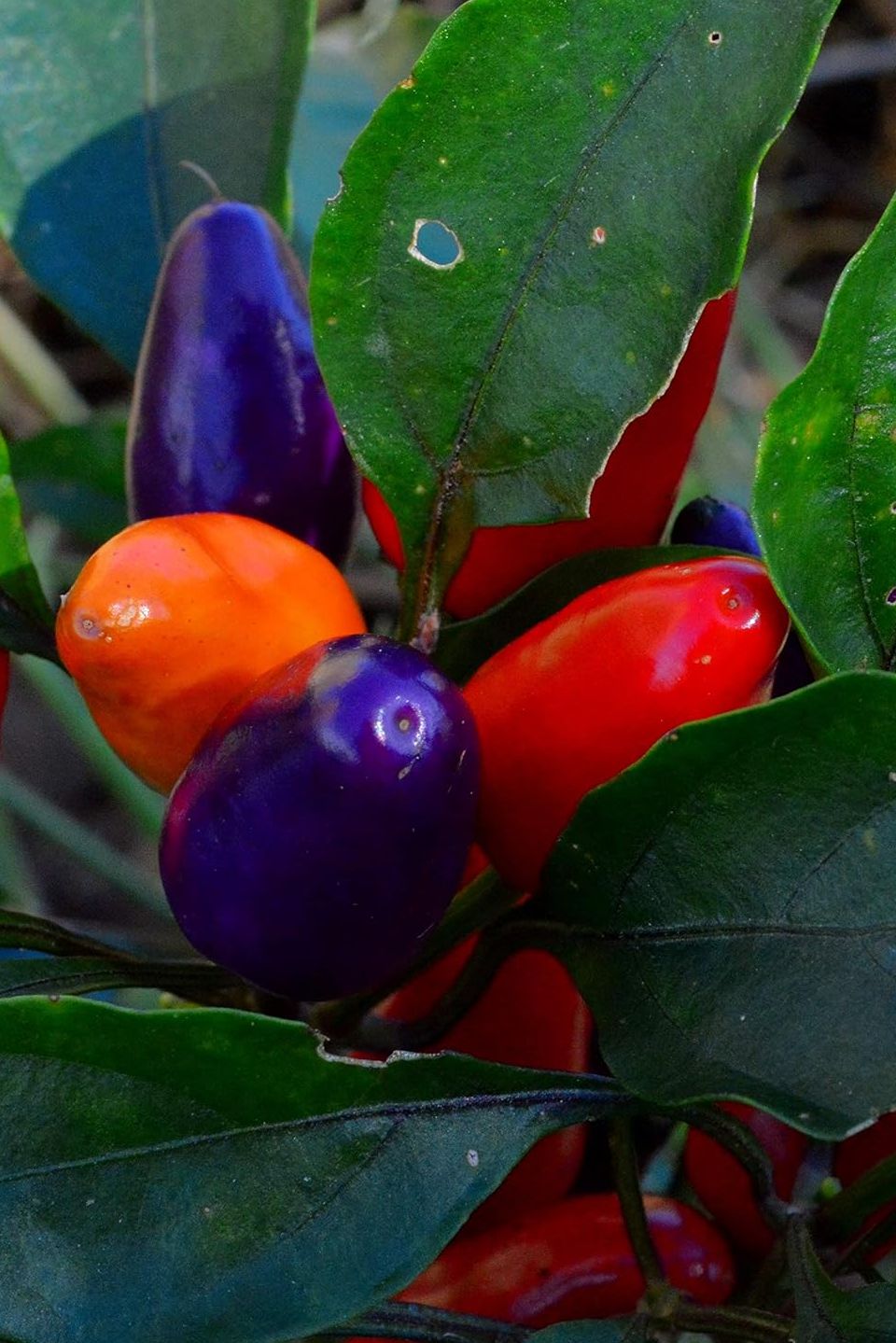 Aurora Dwarf Chile (hot) Pepper - 25 Seeds - Colorful Heirloom Variety, Great for Containers, Patios, Usa-Grown Chili Seeds, Non-Gmo Vegetable Seeds for Planting in the Garden, Thresh Seed Company