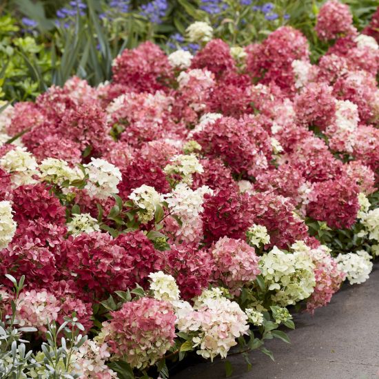 Groundbreaker® Ruby™ Hydrangea