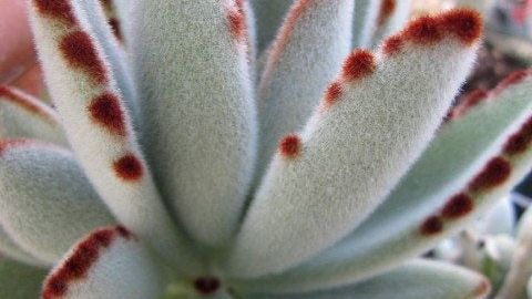 Indoor Panda Plant: Tips For Growing Kalanchoe Panda Plants | Gardening  Know How