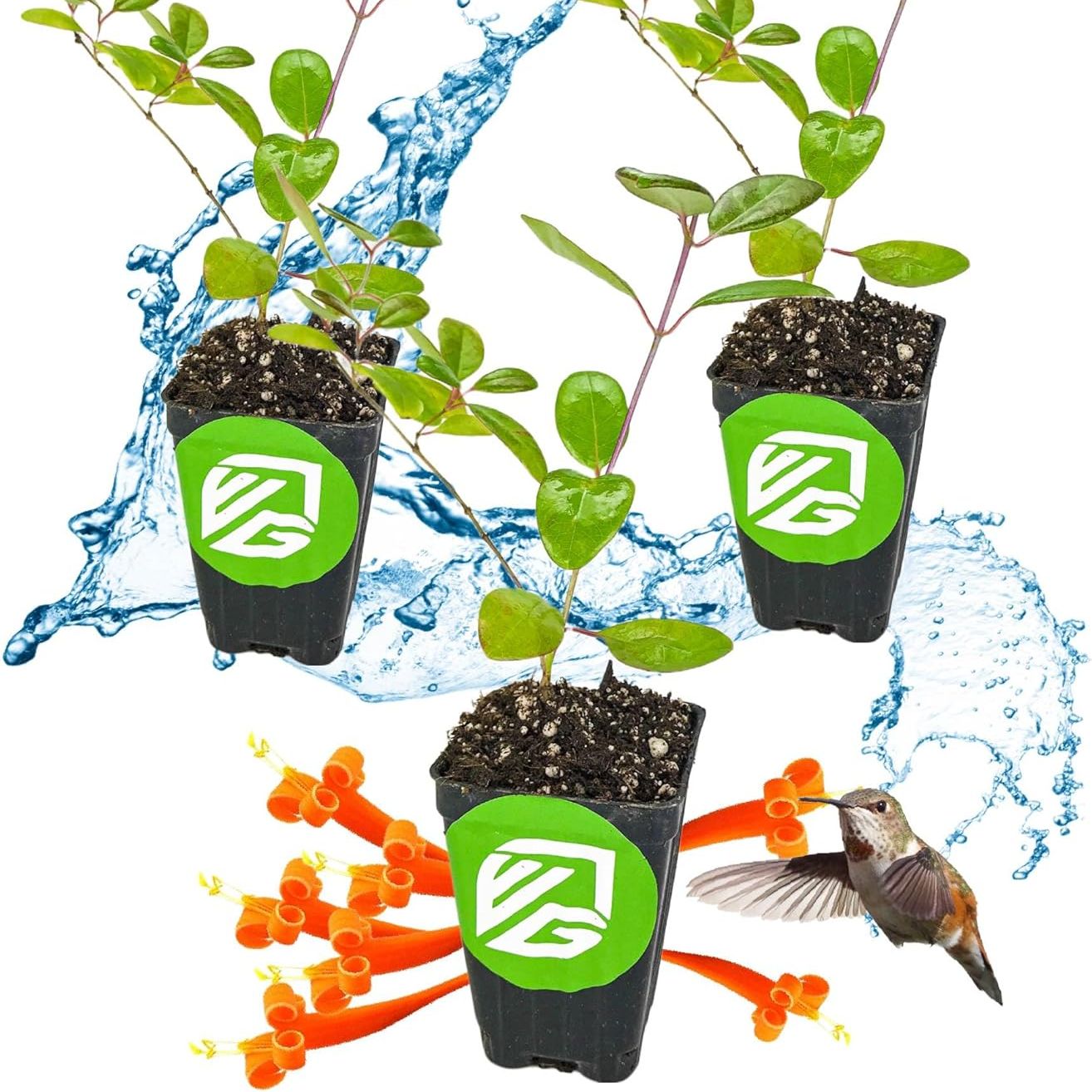 Trumpet Honeysuckle Coral Live Plant - Lonicera Sempervirens - Wellspring Gardens Vibrant Blossoms, Honeysuckle Plants Live in Full Bloom Great for Nature Lovers &amp;amp; Gardeners- Outdoor &amp;amp; Indoor Planting